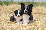 BORDER COLLIE 630